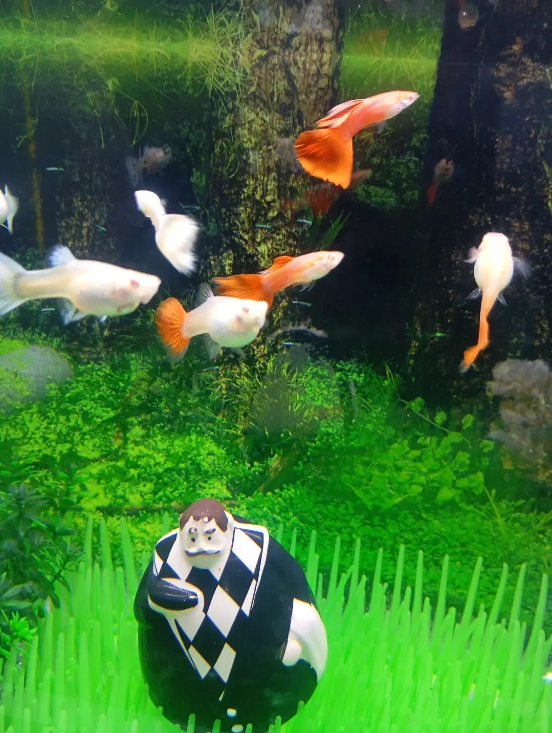 ماهی گوپی خوش رنگ آماده زایمان|ماهی|قم, چهل اختران|دیوار