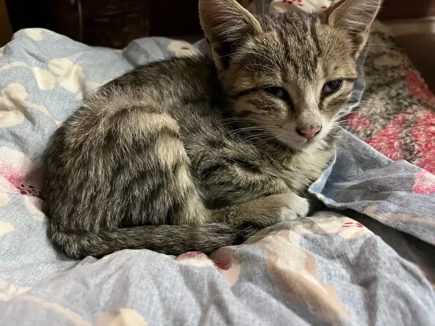 واگذاری رایگان بچه گربه|گربه|قزوین, |دیوار