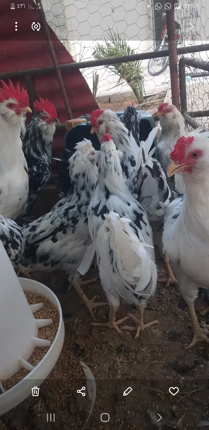 دوتا مرغ کرک و ۶تا خروس|حیوانات مزرعه|شبانکاره, |دیوار