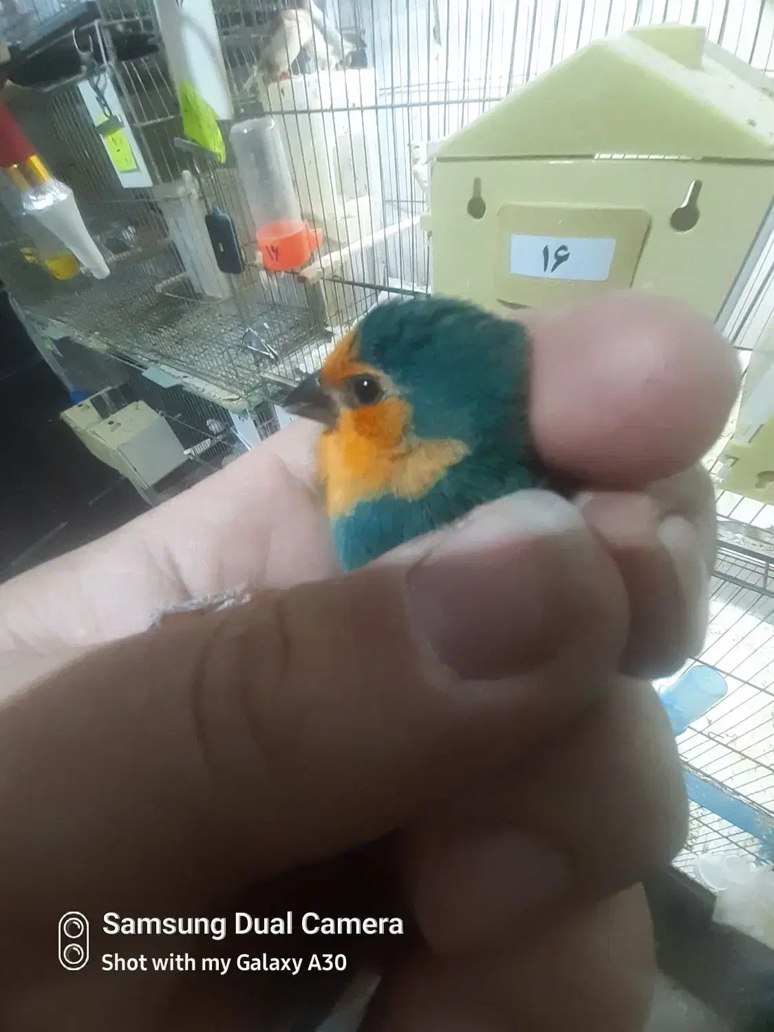 فنچ طوطیوار ماده آماده. گلدین|پرنده|پاکدشت, شهرک امام رضا|دیوار