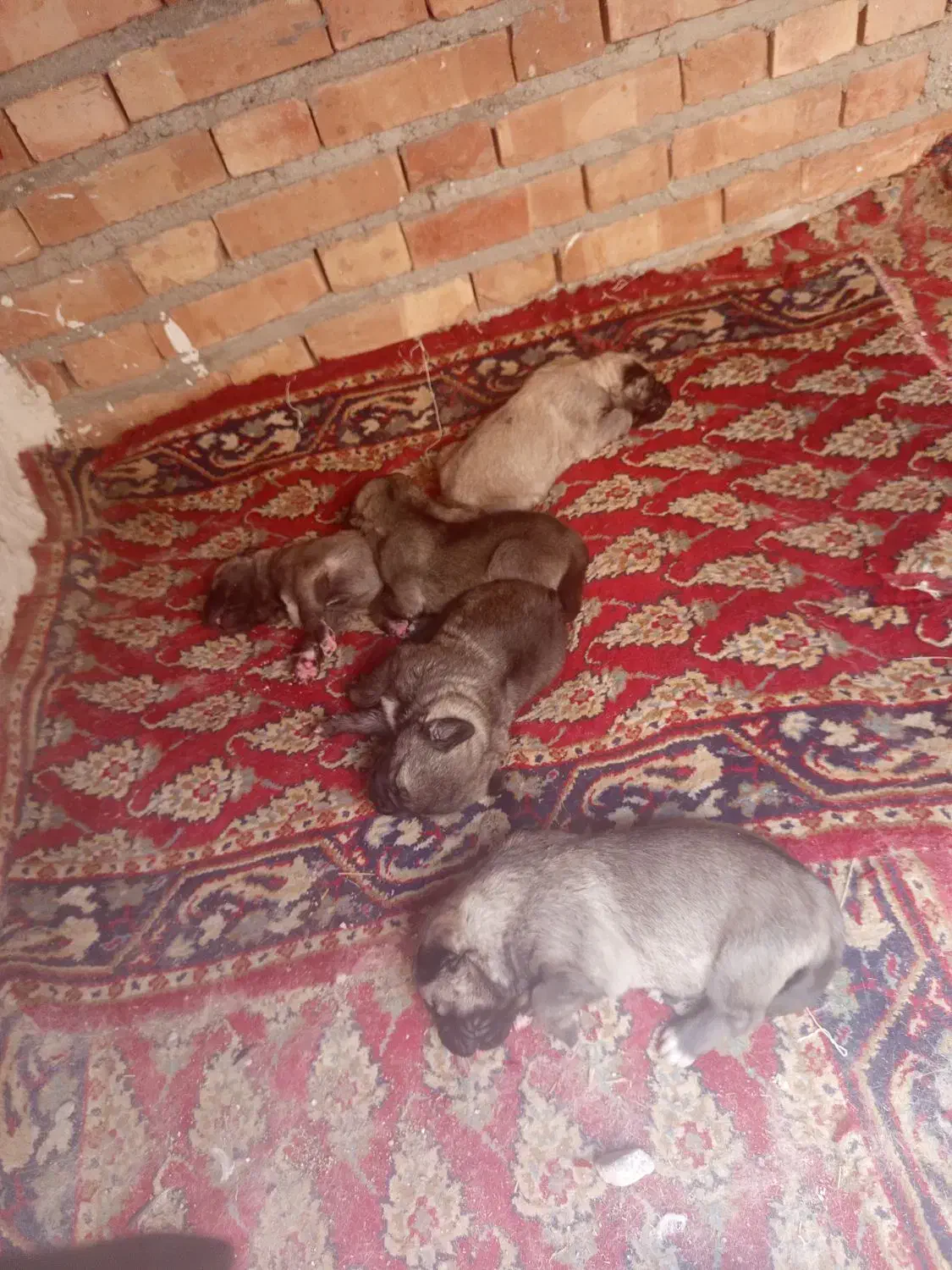 توله سرابی|سگ|تبریز, |دیوار