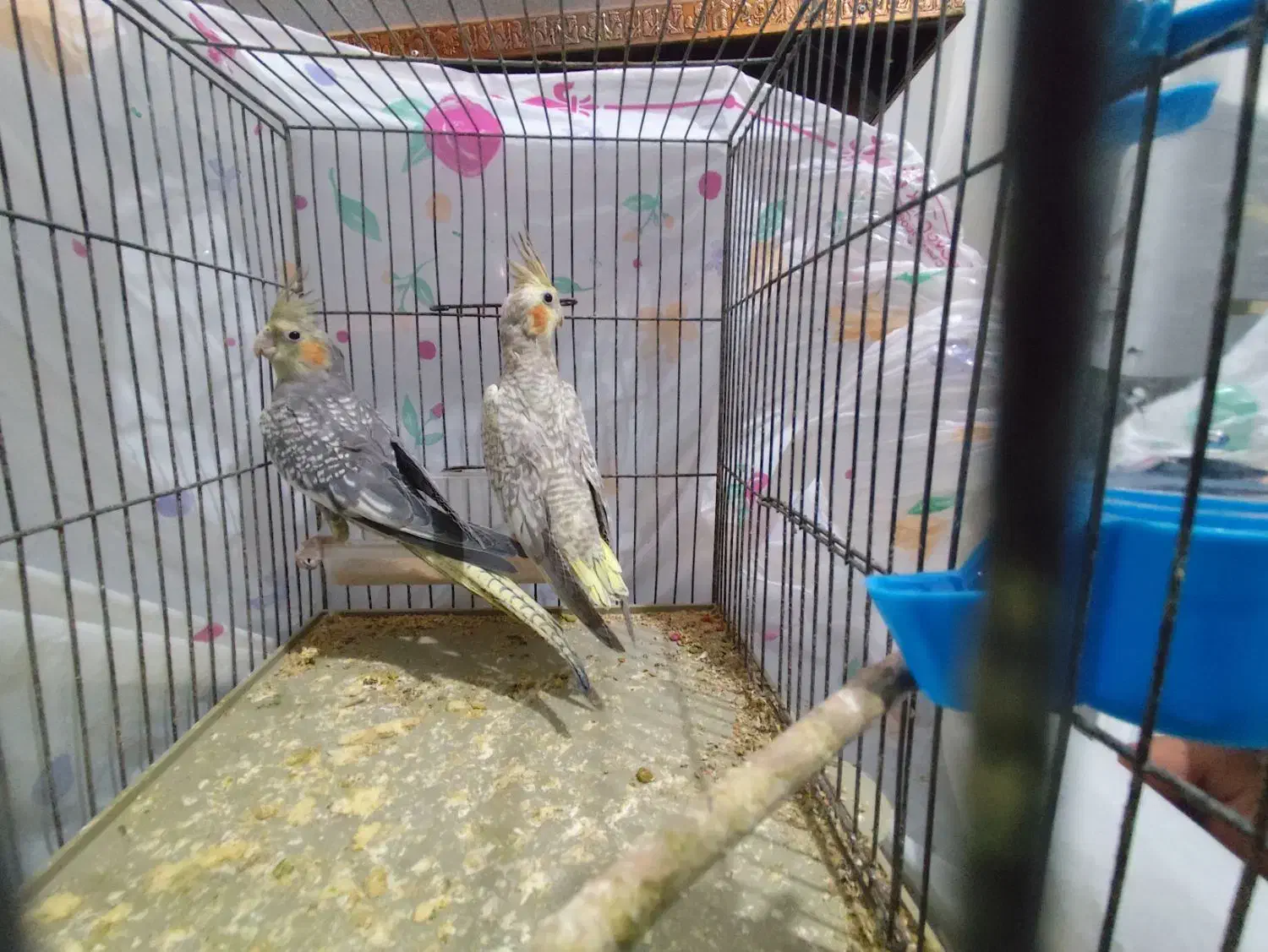 عروس هلندی گل باقالی|پرنده|الوند, |دیوار