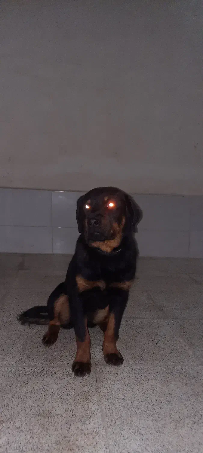 واگذاری توله رتوایلر ماده|سگ|پاکدشت, پاکدشت (مامازند)|دیوار