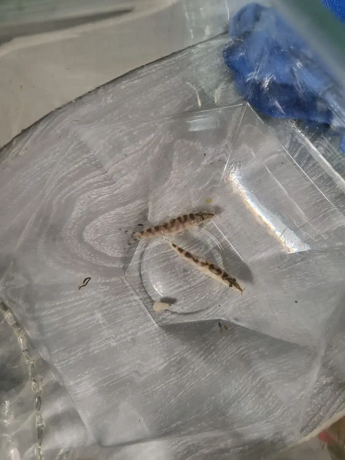 لوچ دلقک پاکستانی|ماهی|پاکدشت, پارچین|دیوار