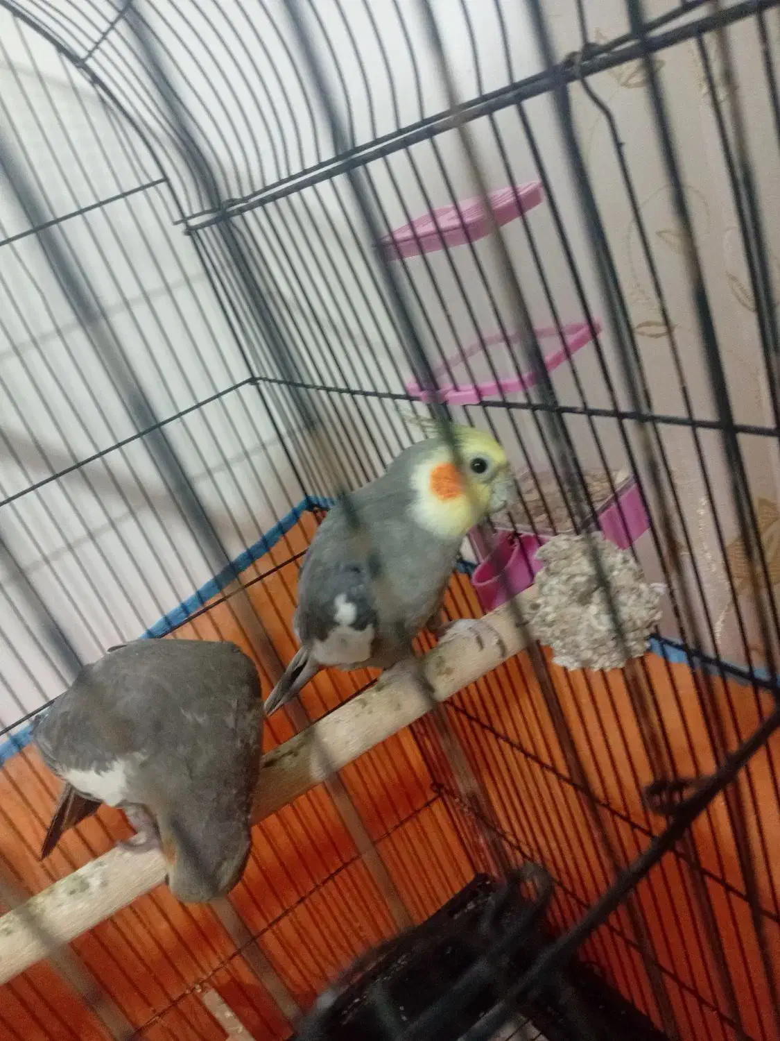 عروس هلندی جفت مولد کار داده|پرنده|بهار, |دیوار