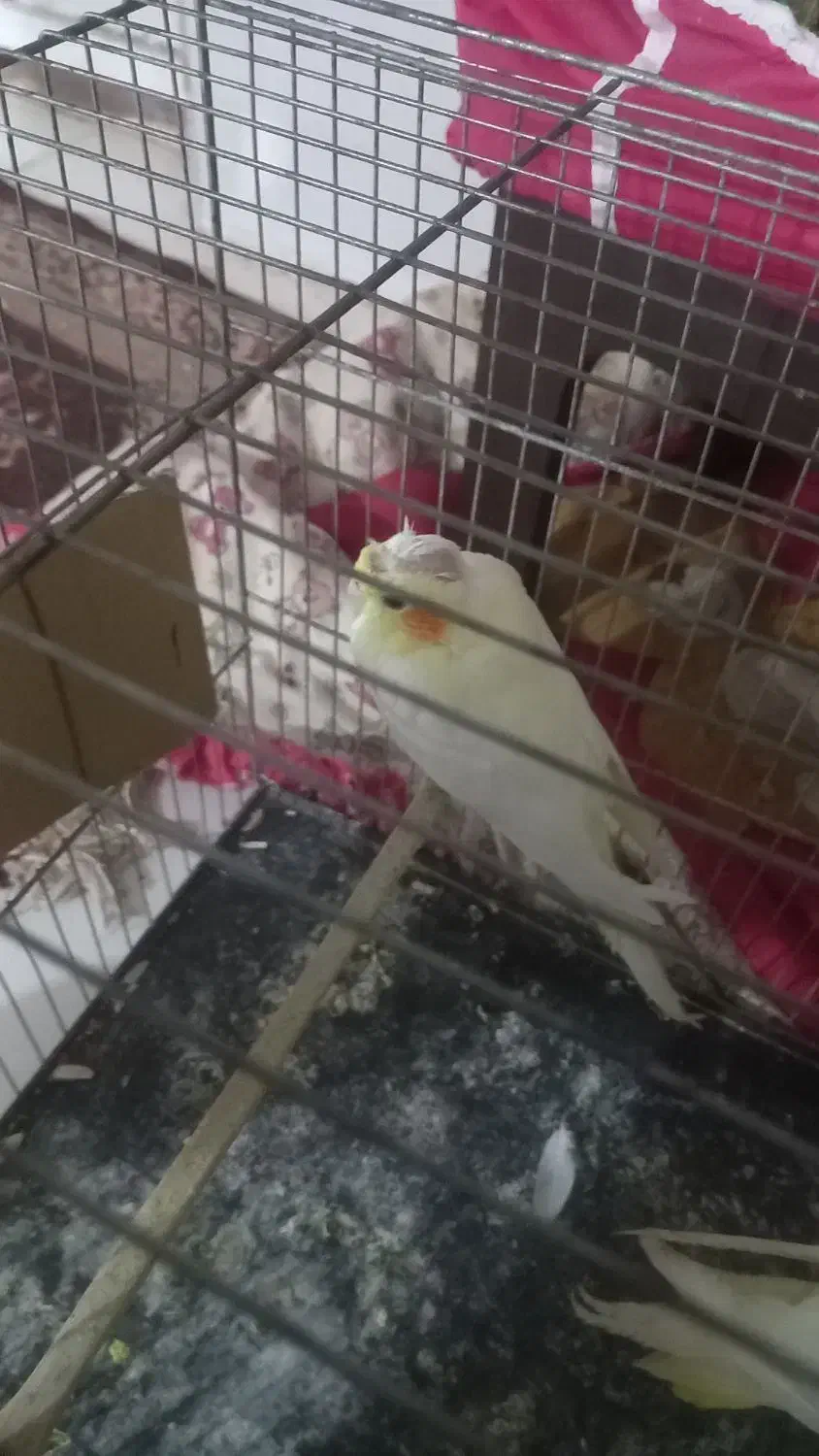 عروس هلندی|پرنده|نرماشیر, |دیوار