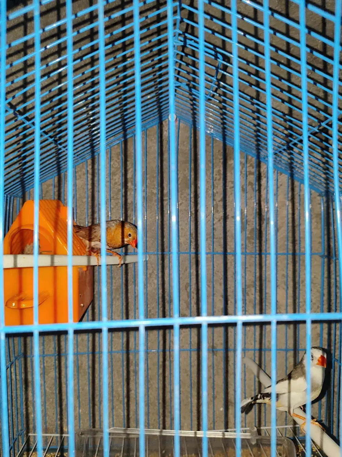 جفت فنچ|پرنده|زیرکوه, |دیوار