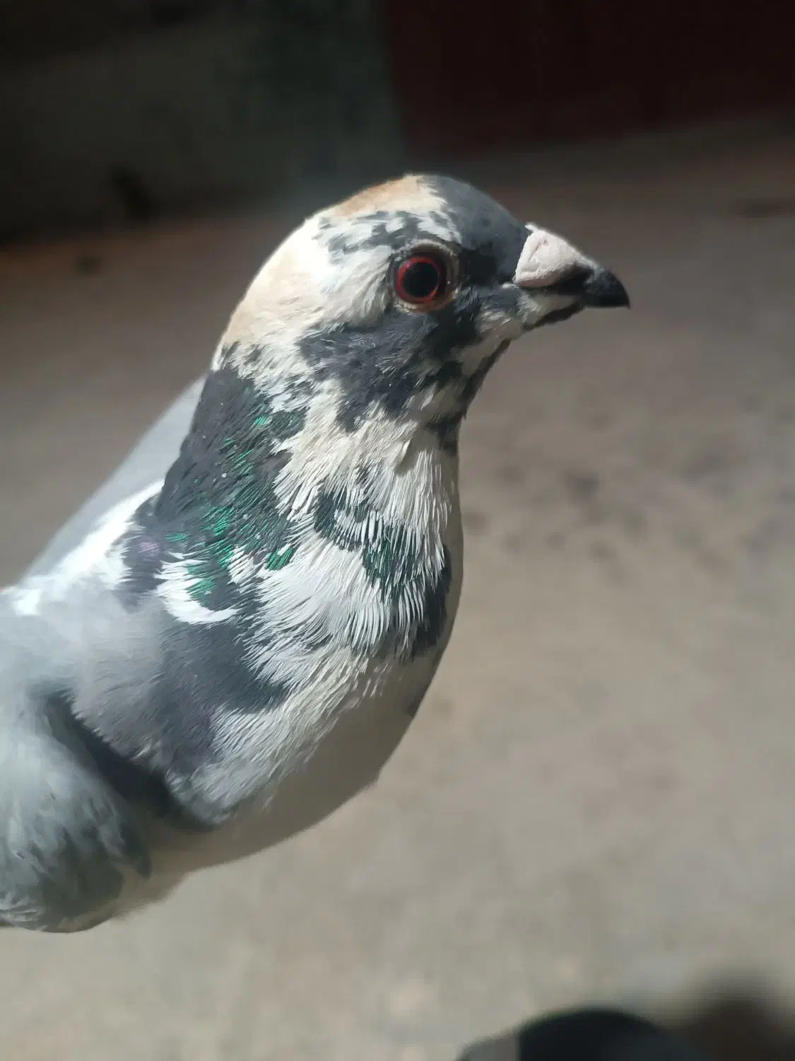 کبوتر ابلغ|پرنده|یاسوج, |دیوار