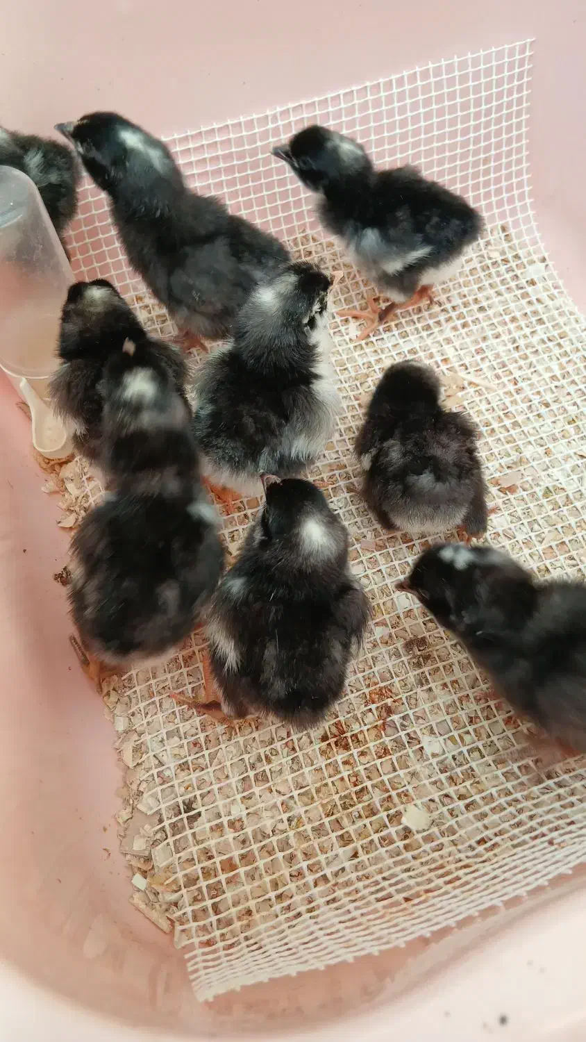 تخم نطفه دار مرغ و خروس اصیل آمروک و برهما|حیوانات مزرعه|مشهد, عبادی|دیوار