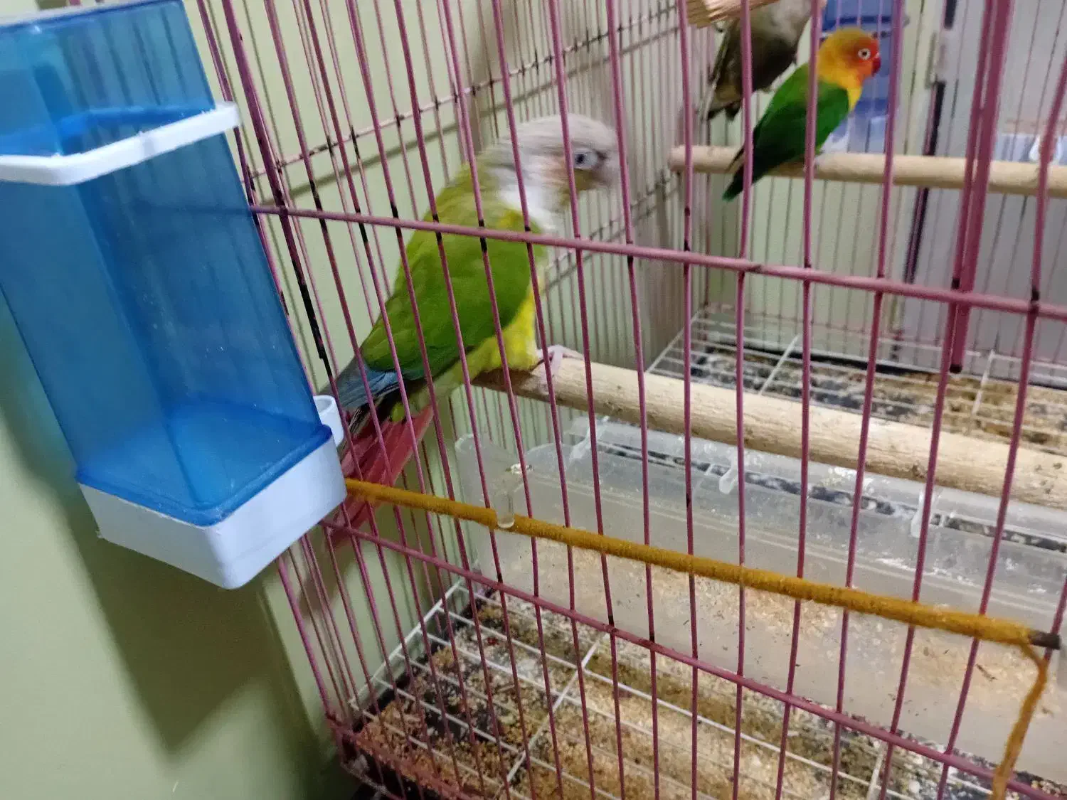 گرینجیک نر سالم وسر حال سن حدود یه سال ونیم|پرنده|بندر امام خمینی, |دیوار