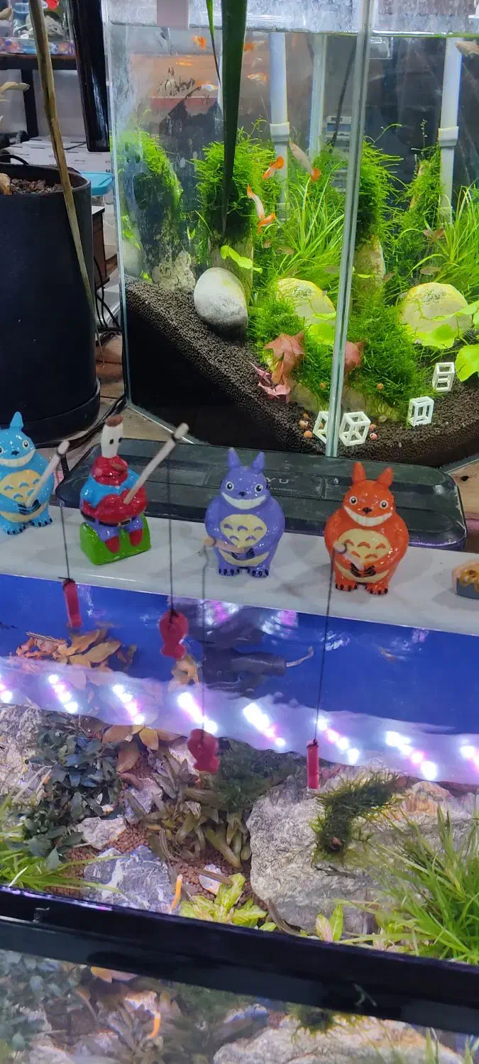 انواع عروسک و ماهی فایلر موجود می‌باشد|ماهی|بندر ماهشهر, |دیوار