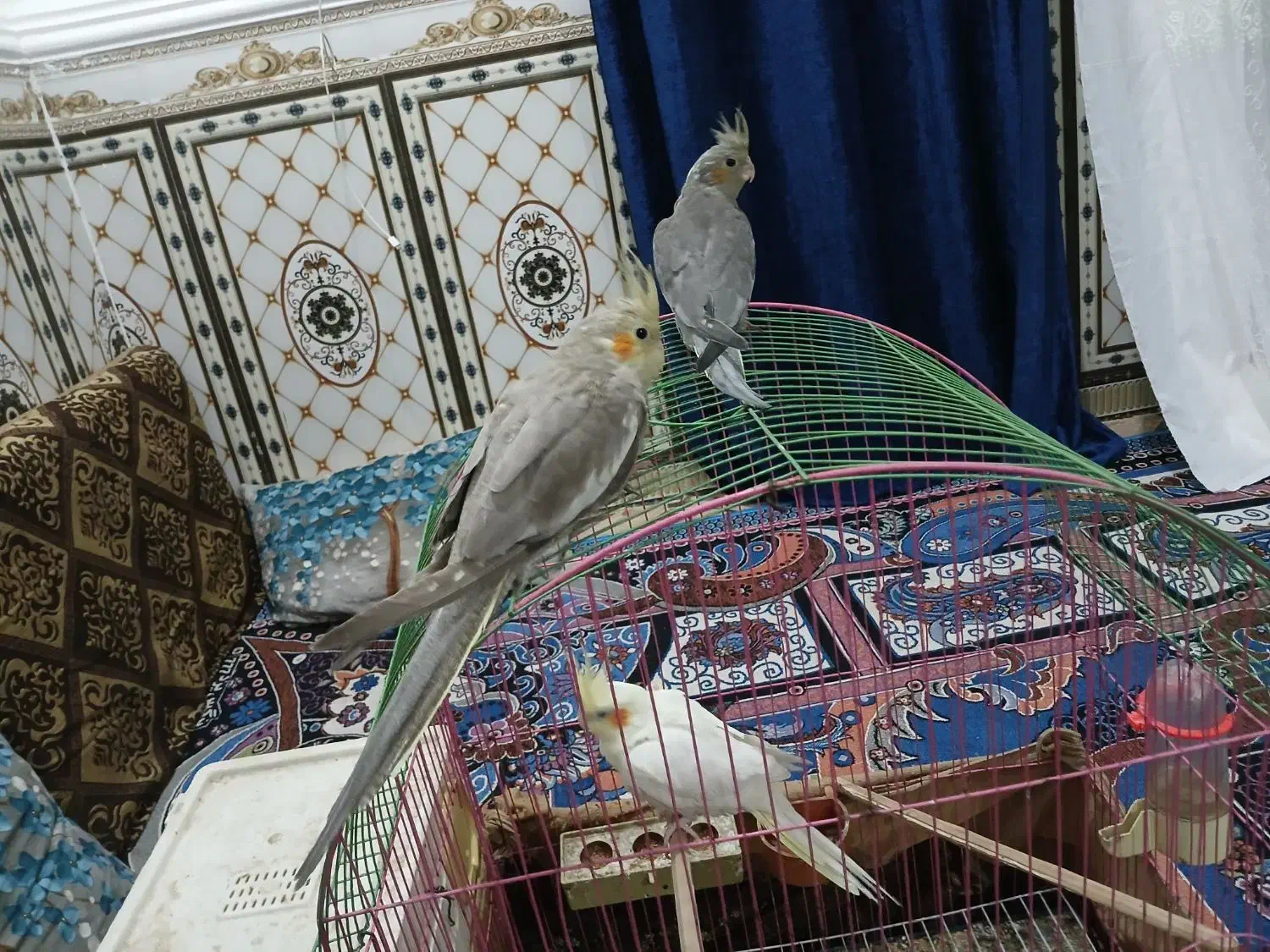 عروس هلندی|پرنده|شادگان, |دیوار