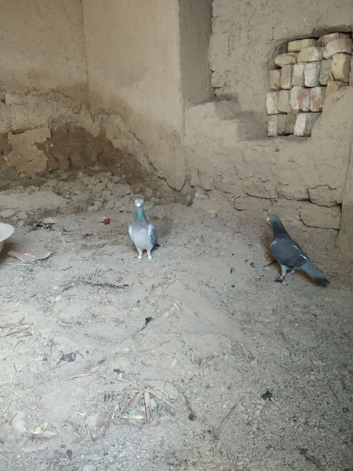 کبوتر معامله باطوقی|حیوانات|سراوان, |دیوار