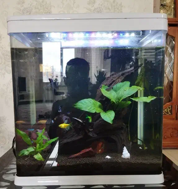 آکواریم دلسا K390|ماهی|کرمانشاه, |دیوار