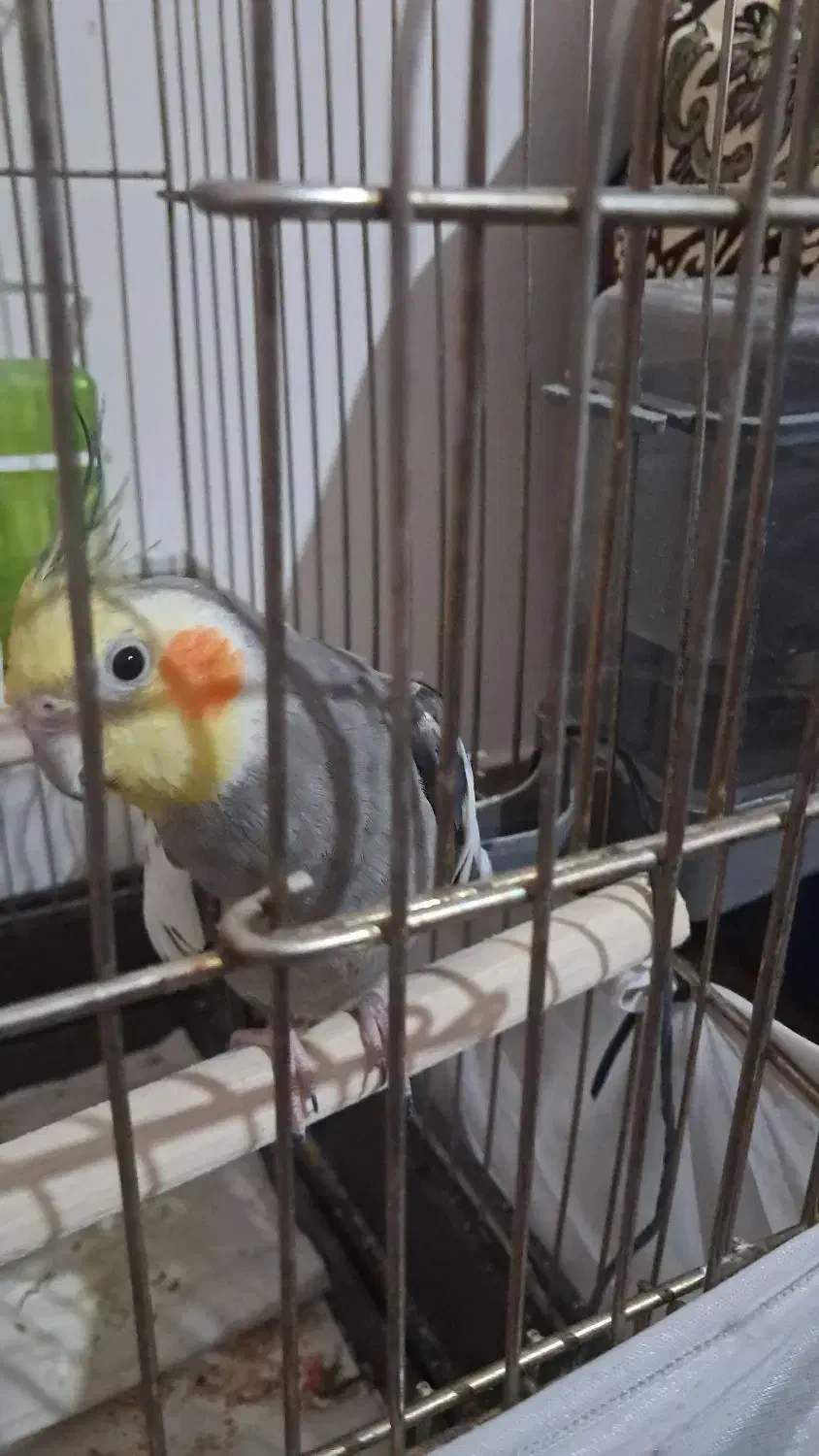 عروس هلندی|پرنده|اسلام‌شهر, شهرک مهدیه|دیوار