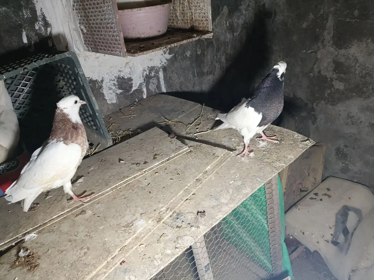 کبوتر|پرنده|آمل, |دیوار