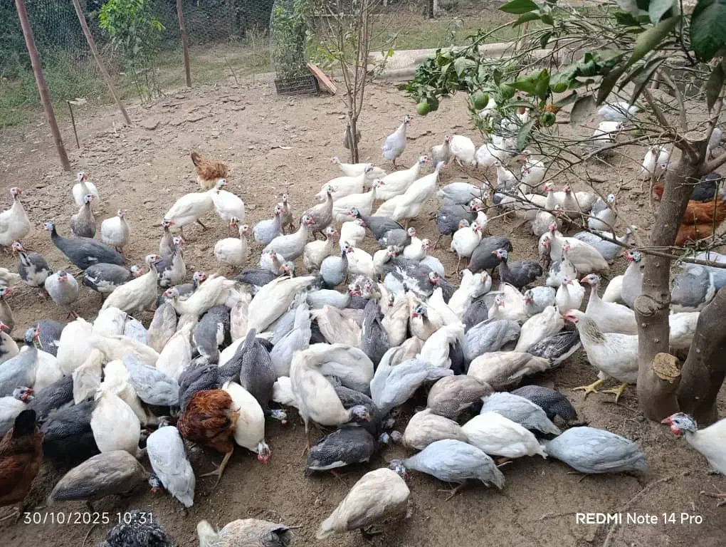 مرغ شاخدار دررنگ های مختلف|حیوانات مزرعه|قائمشهر, |دیوار