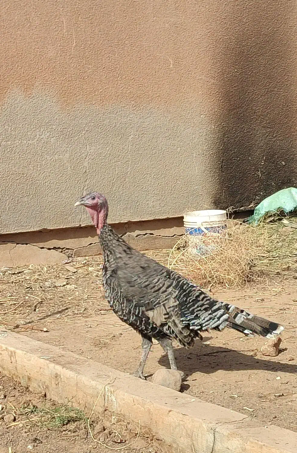 بوقلمون ماده|حیوانات مزرعه|پائین جام, |دیوار