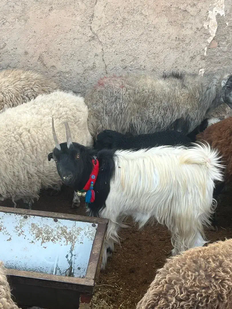 بز آبستن|حیوانات مزرعه|رباط‌کریم, رباط‌کریم|دیوار