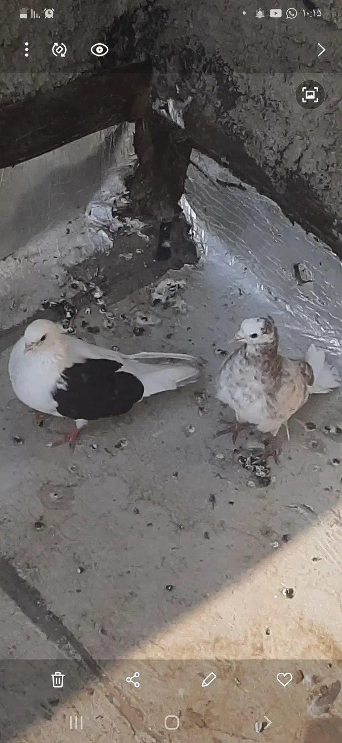 کفتر نوک قناری یکی سیاه|پرنده|کهریزک, |دیوار