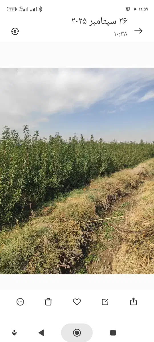 فروش انواع نهال های اصلاح شده و تظمینی درینگی کند|خدمات باغبانی و درختکاری|خسروشاه, |دیوار