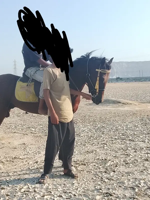 اسب|اسب و تجهیزات اسب‌سواری|قشم, |دیوار