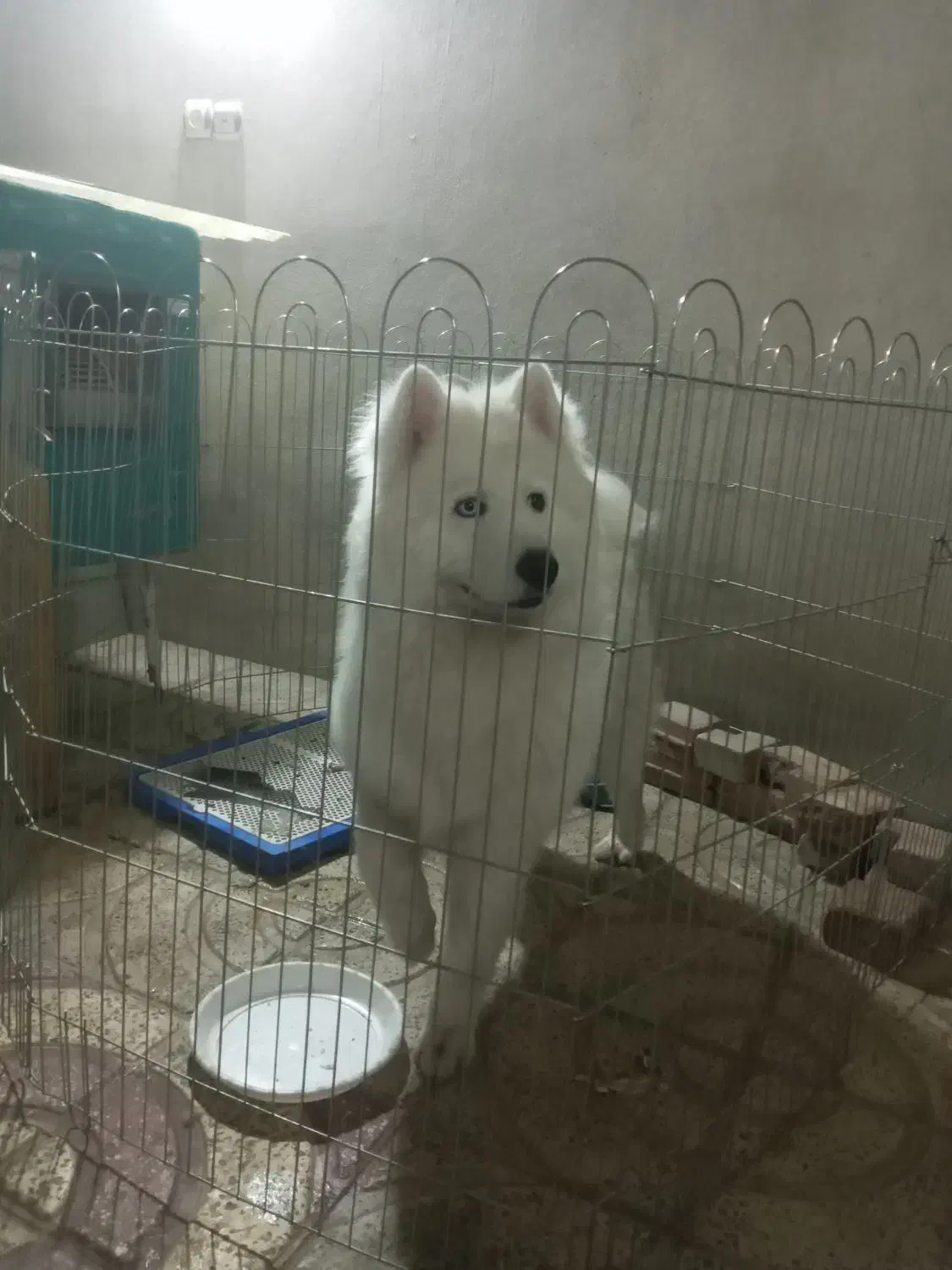 سامویید|سگ|اسلامشهر, شهرک قائمیه|دیوار