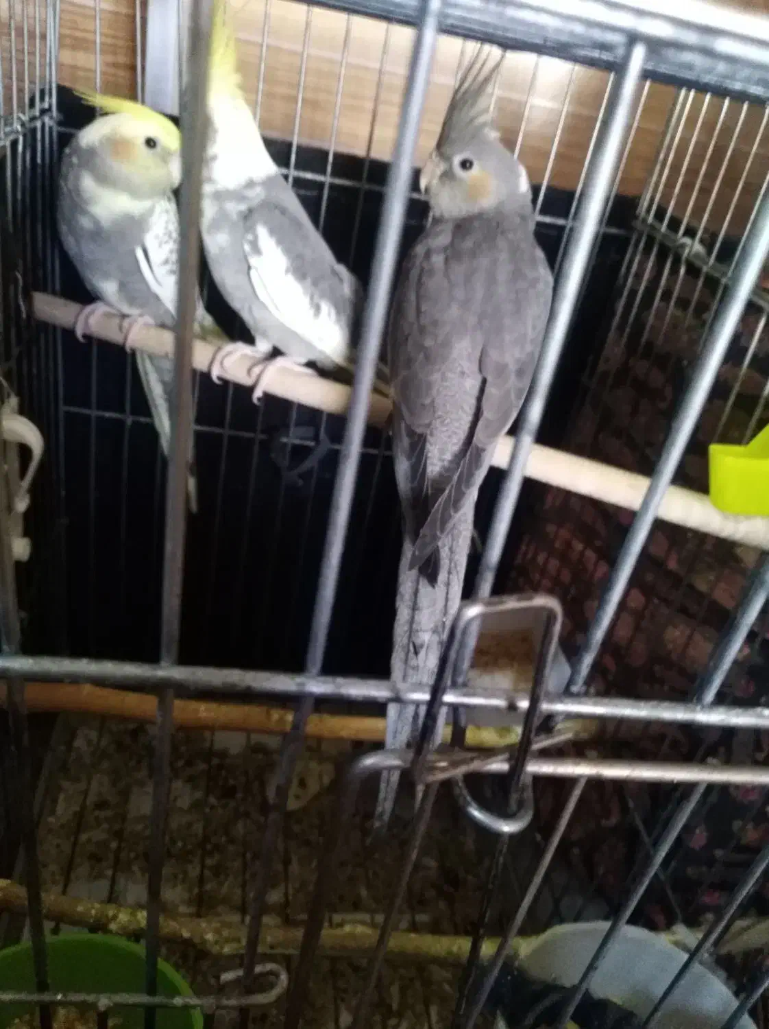 فروش عروس هلندی دو ماه|پرنده|شیراز, محراب|دیوار