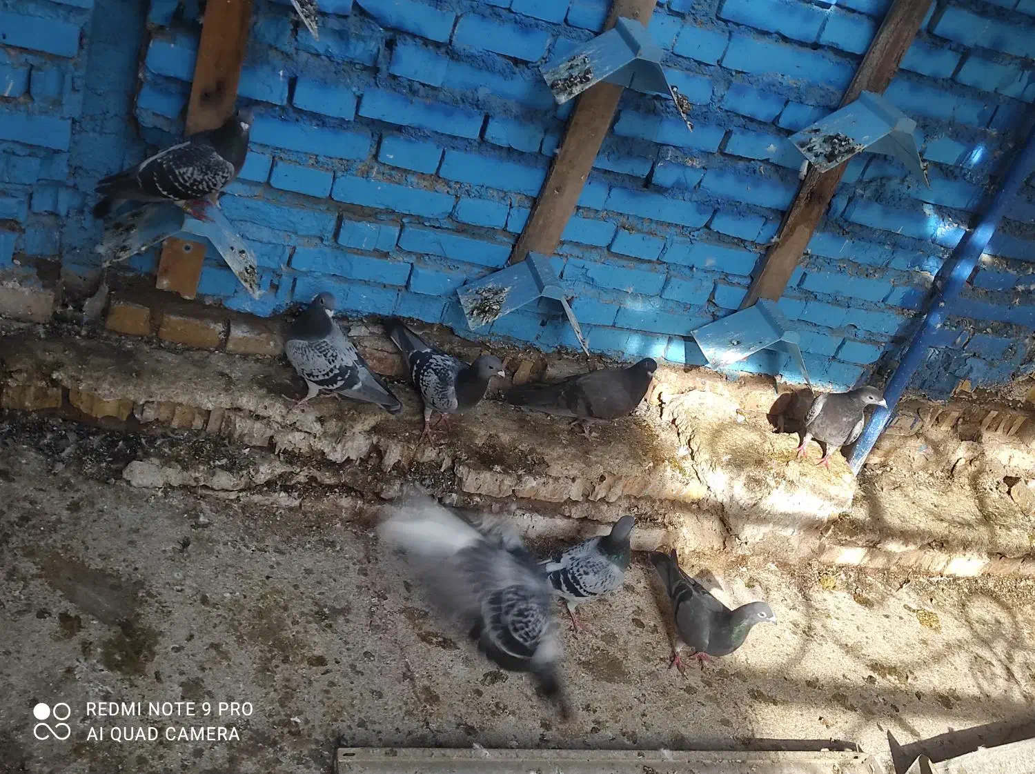 کبوتر|پرنده|خرمشهر, |دیوار