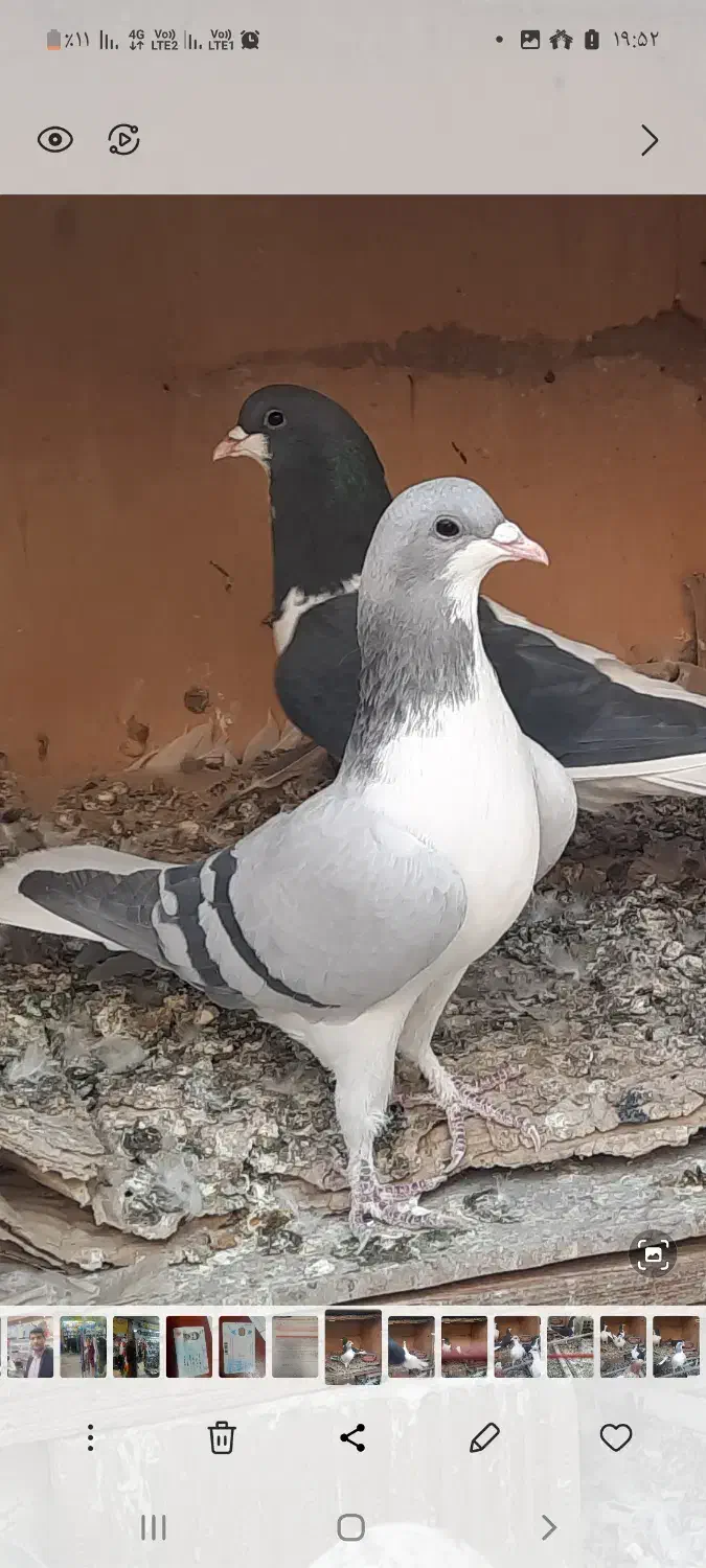 بدرنگ ماده|پرنده|قزوین, |دیوار