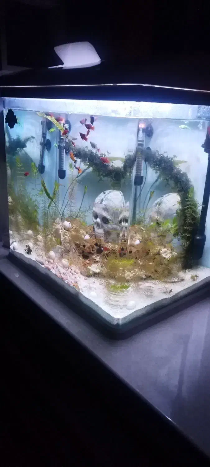 اکواریوم  مدل اکوا|ماهی|کرمان, |دیوار