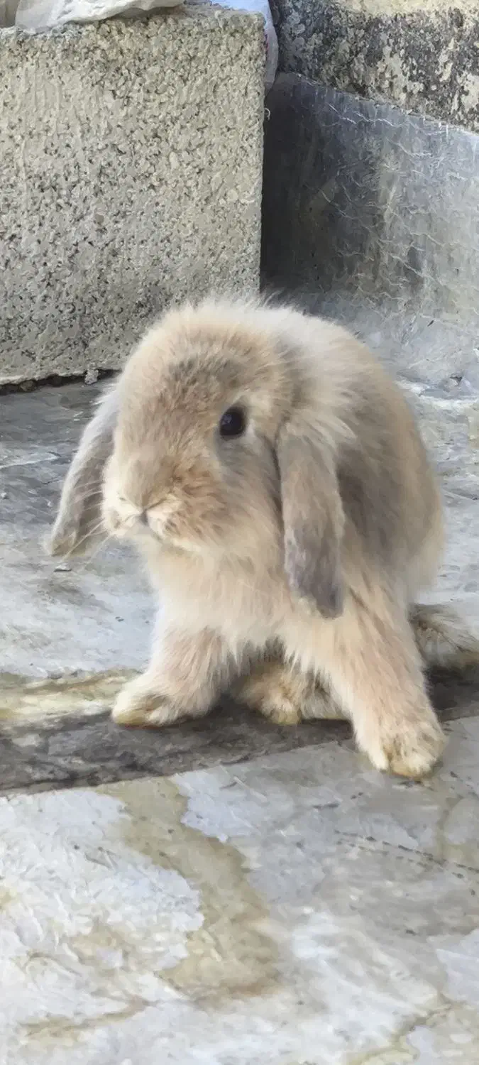 خرگوش پشمالو|موش و خرگوش|سراوان, |دیوار