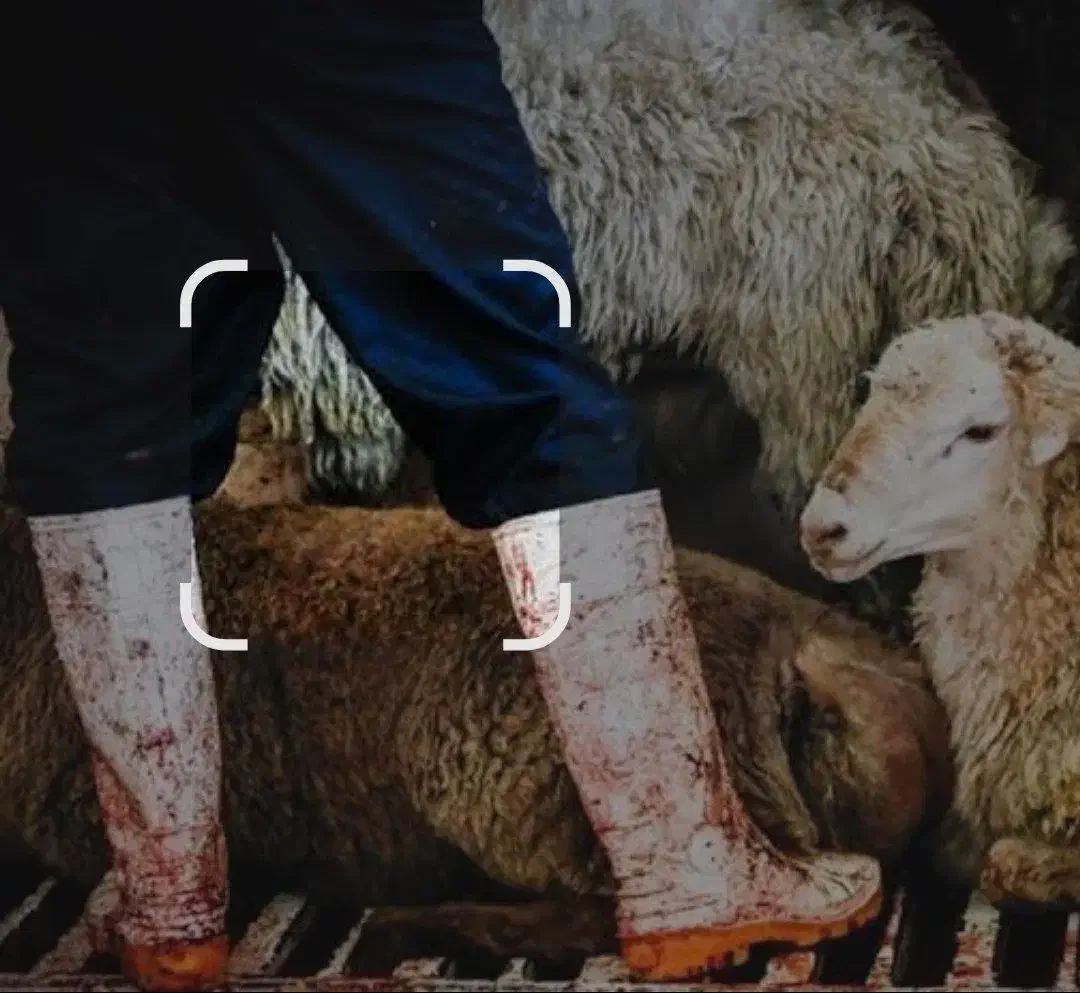 قصاب|خدمات پذیرایی، مراسم|همدان, |دیوار