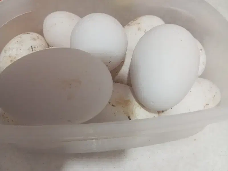 تخم غاز|لوازم جانبی حیوانات|زابل, |دیوار