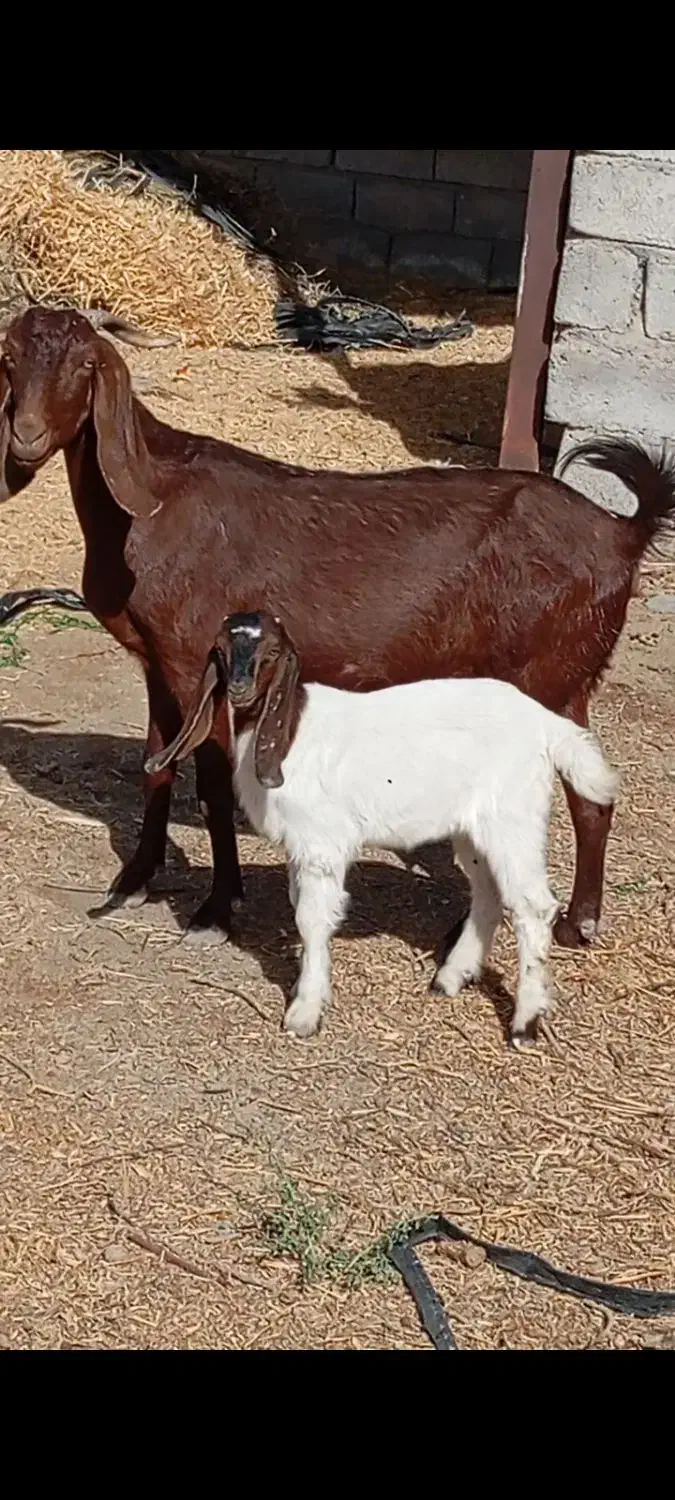 بزکهره بزابستن|حیوانات مزرعه|جیرفت, |دیوار