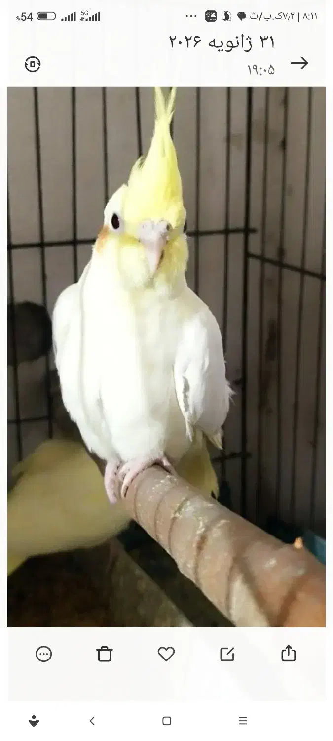 سرلاکی|پرنده|بندرعباس, |دیوار