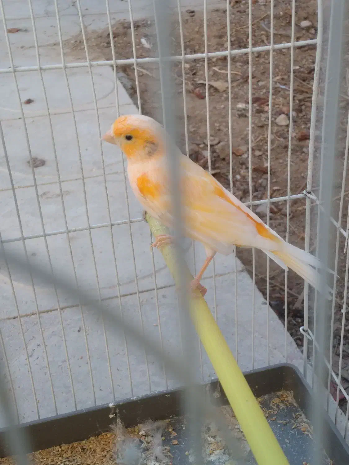 راهنمای در مورد قناری|فعالیت داوطلبانه|شیبکوه (فارس), |دیوار