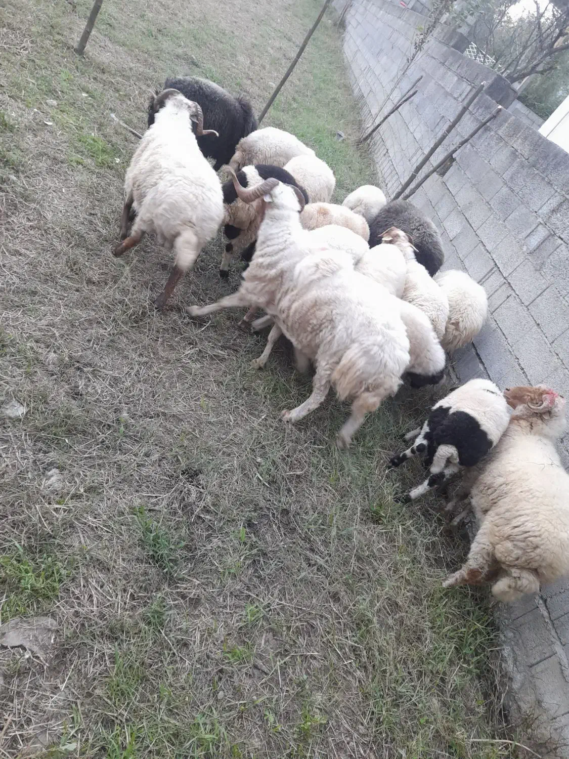 گوسفند بره نر و ماده|حیوانات مزرعه|اسالم, |دیوار