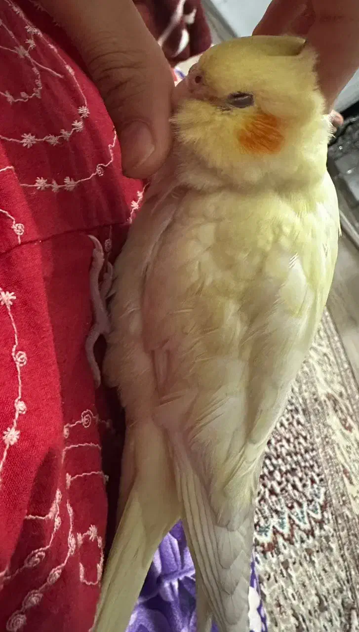 عروس هلندی گم شده|حیوانات|ارومیه, |دیوار