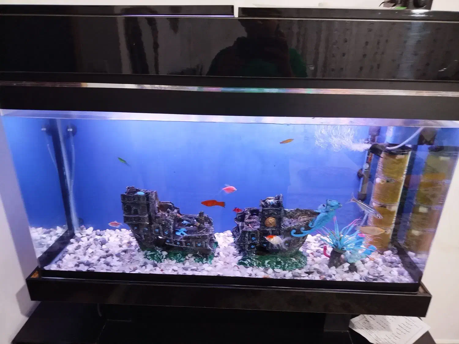 آکواریوم|ماهی|کنگاور, |دیوار