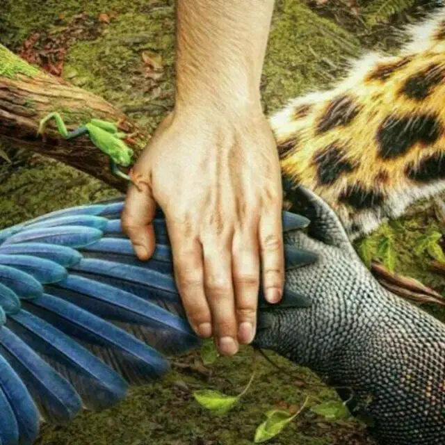 عروس هلندی گمشده|پرنده|رودسر, |دیوار