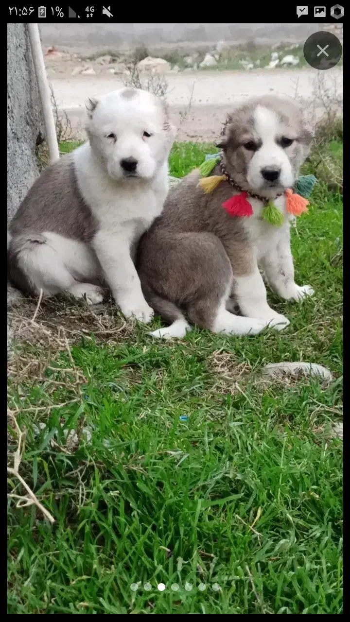 دوتا توله الابای|سگ|خوی, |دیوار