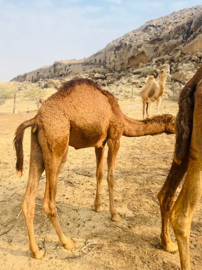 شتر|حیوانات مزرعه|قشم, |دیوار