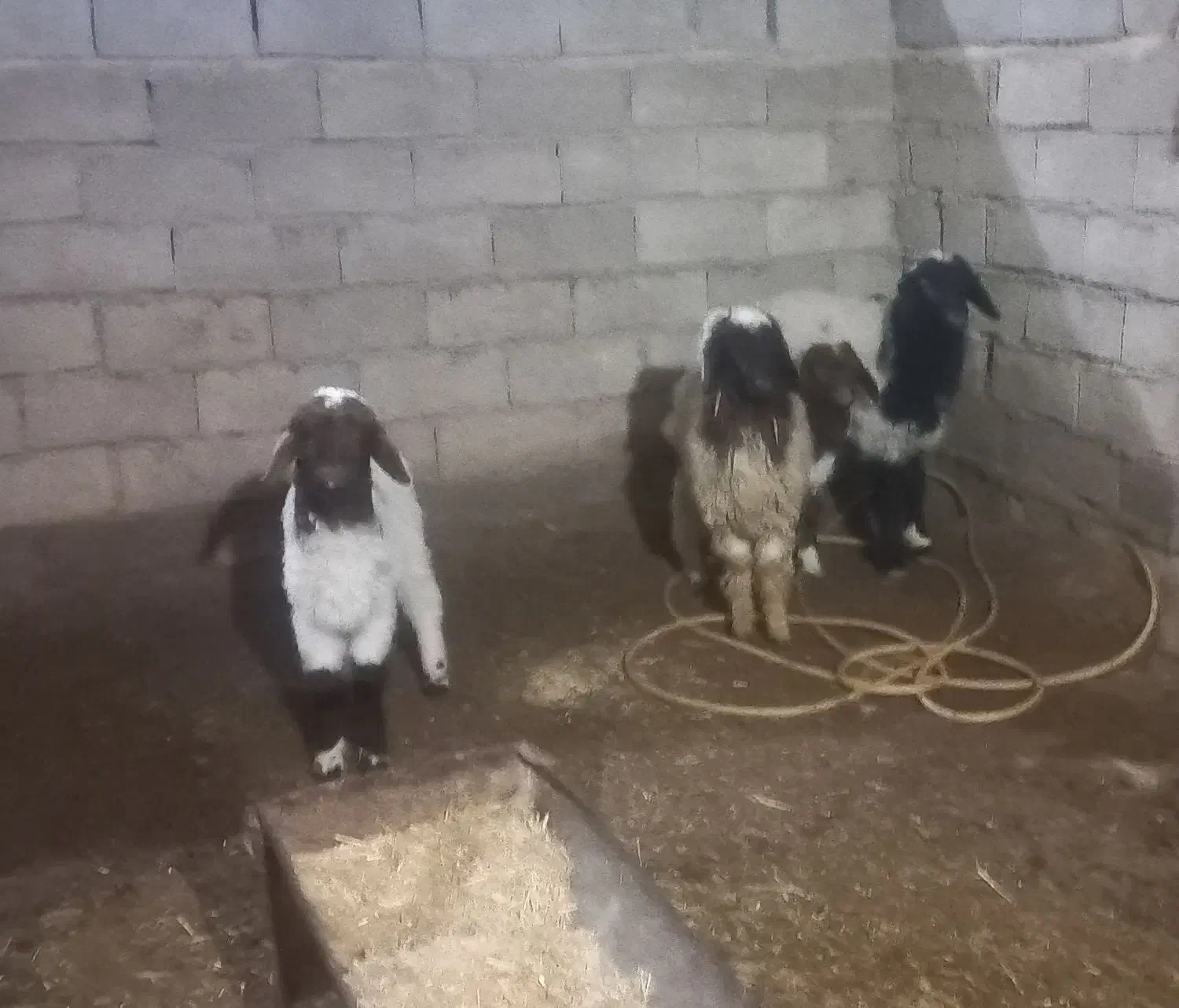 حمیدیه علاونه|حیوانات مزرعه|حمیدیه, |دیوار