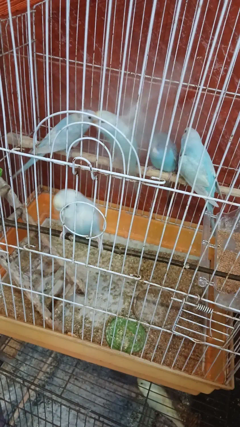 مرغ عشق|پرنده|رشت, لاکان شهر|دیوار