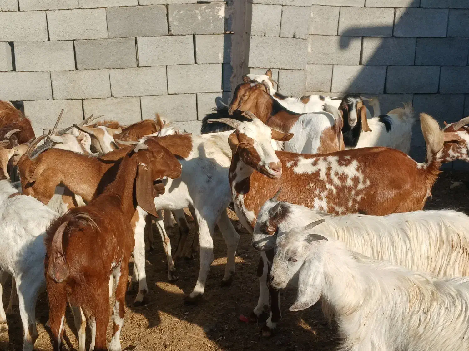 کهره گیسه بز خود بندرعباس با قصابی رایگان|حیوانات مزرعه|بندرعباس, |دیوار