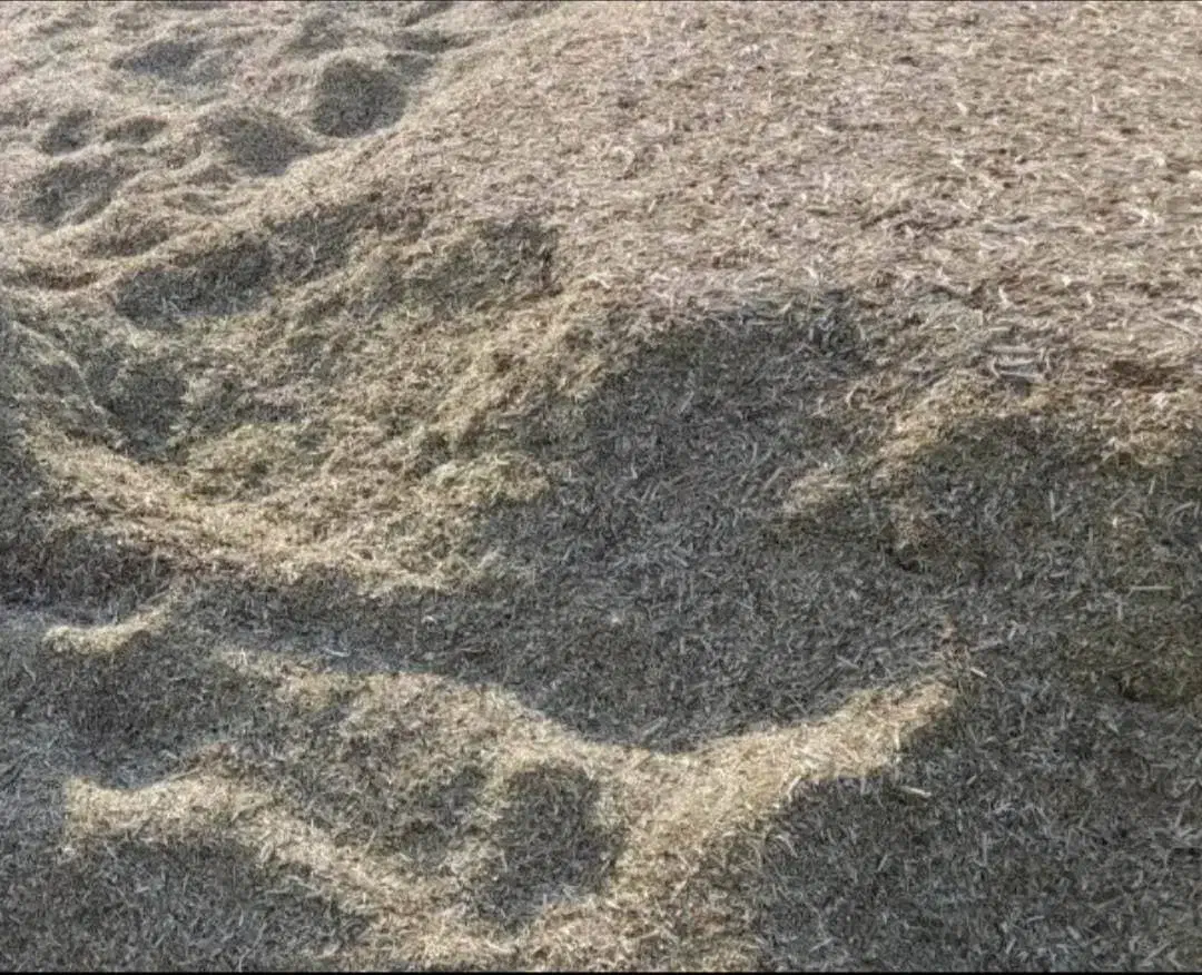 کاه ماش و لوبیا|حیوانات مزرعه|دهدشت, |دیوار