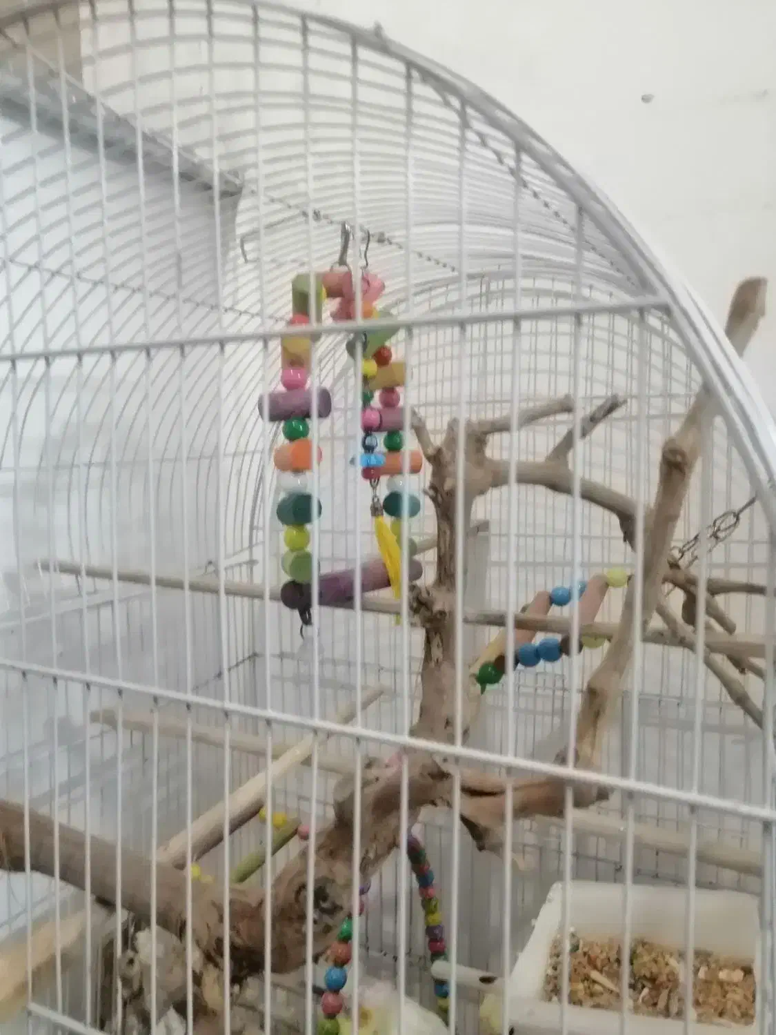 قفس بزرگ به همراه عروس هلندی جفت|پرنده|مشهد, جاهد شهر|دیوار