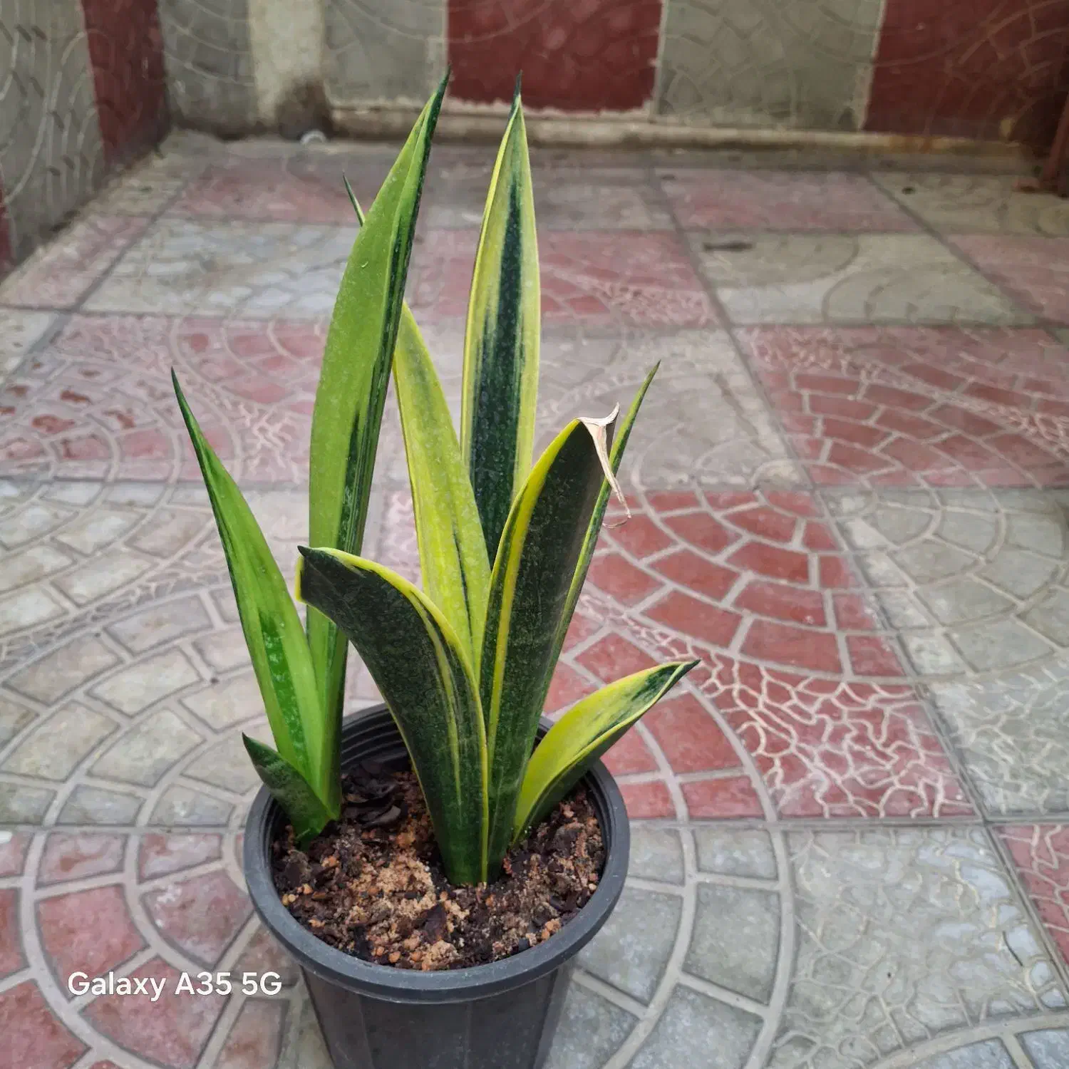 گل سانسوریا|گل و گیاه طبیعی|سلماس, |دیوار