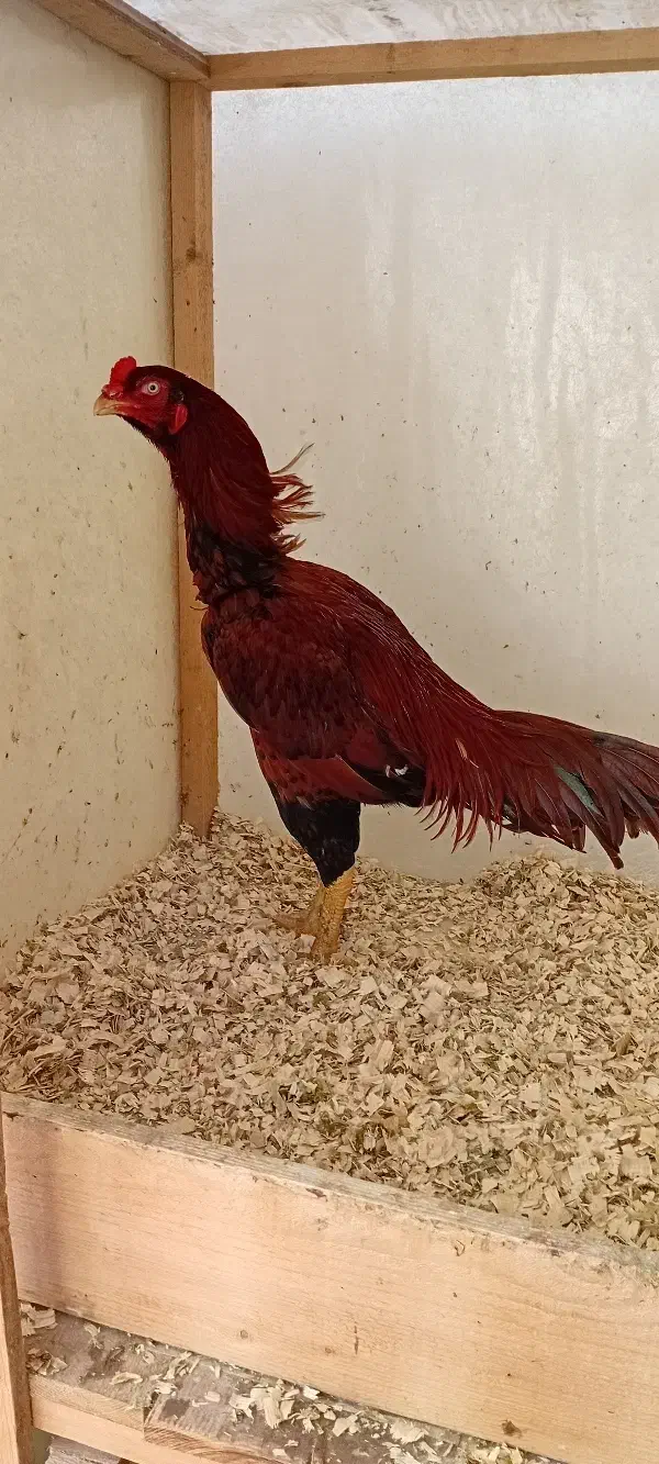 لاری|حیوانات مزرعه|رودبنه, |دیوار